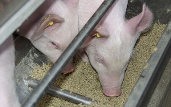 Fütterung Schweine
